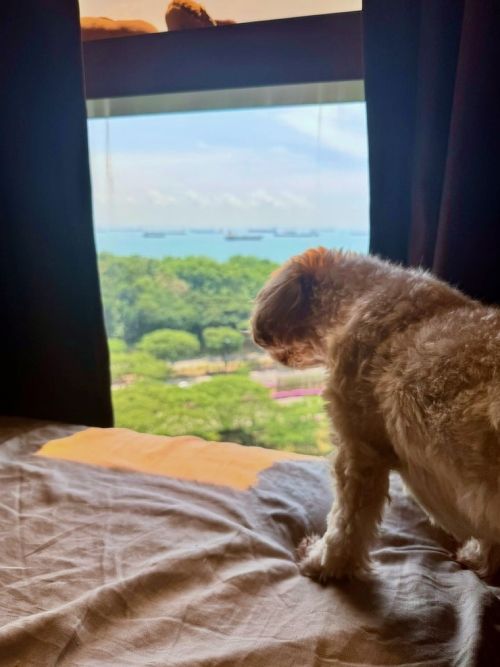 Their pet dog looking out from the bedroom window at the greenery and sea