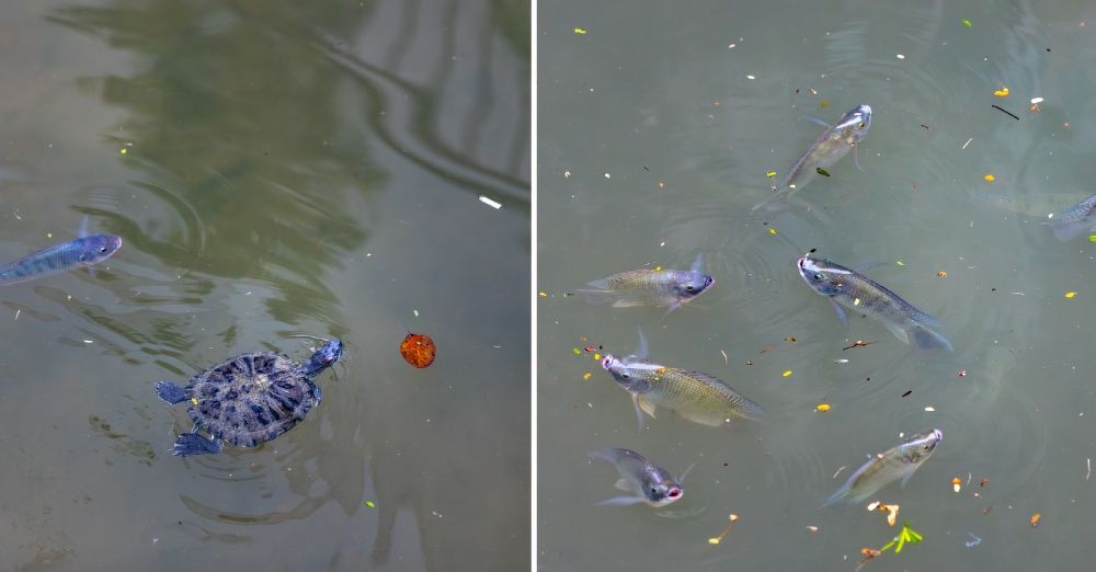 Terrapin and fish seen from the Stamford Canal deck at Temasek Shophouse's rear outdoor space