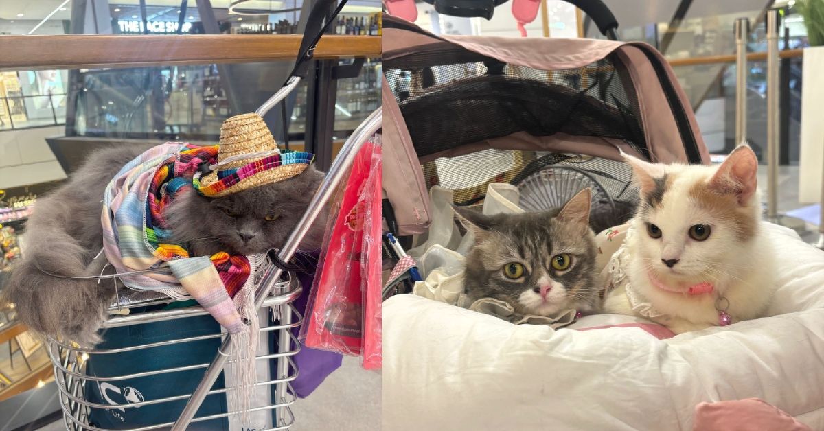 Cats dressed up and in strollers at the Great World feline-friendly event