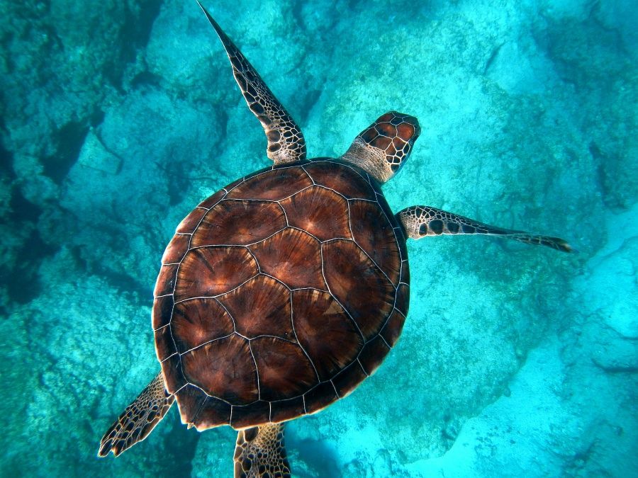 A photo of a sea turtle swimming