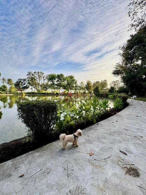 Their dog, Belle, at the KPMG Wellness Garden at East Coast Park
