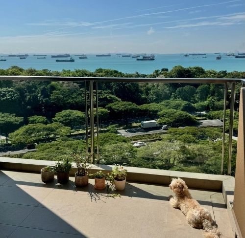 Pet dog Belle at the balcony with the sea view
