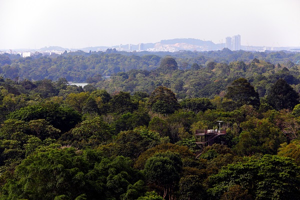 The observation tower at Chestnut Nature Park - EDGEPROP SINGAPORE